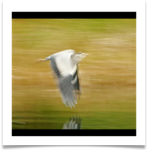 Flight of the Heron - Chris Beesley